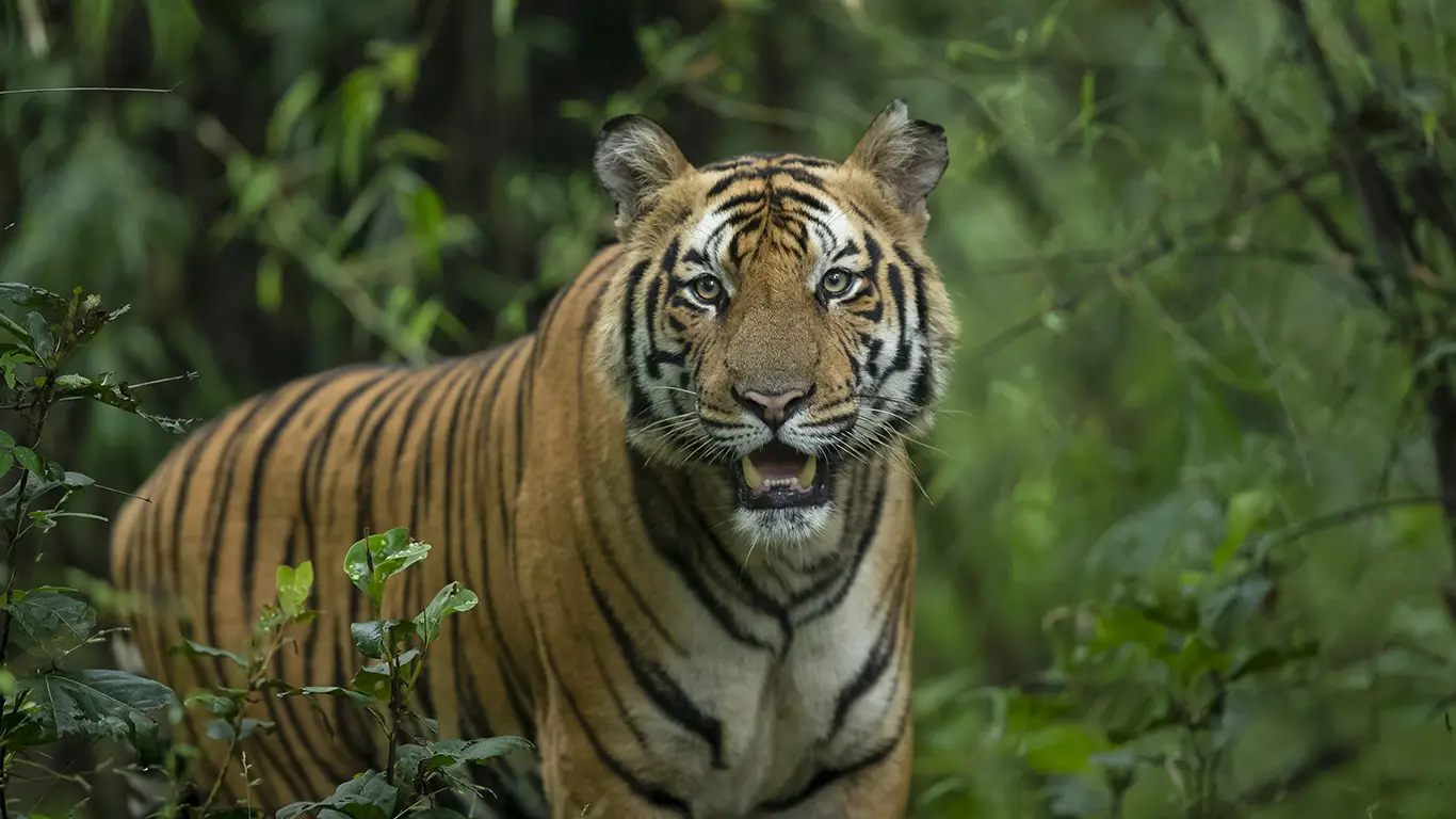 Bandhavgarh Tour (02 Nights / 03 Days)