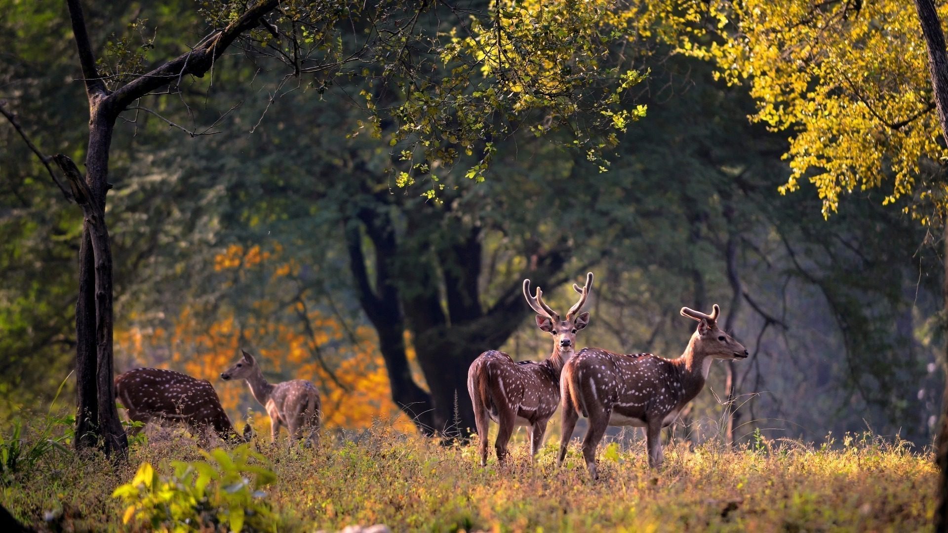 Wild Escape to Kanha (2 Nights / 3 Days)